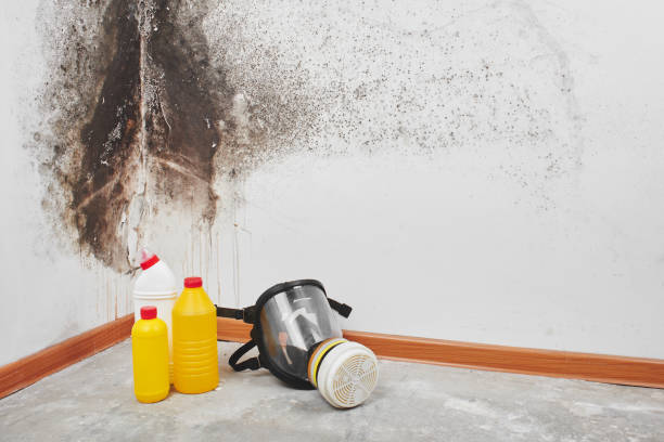 Best Black Mold Removal  in Tresckow, PA
