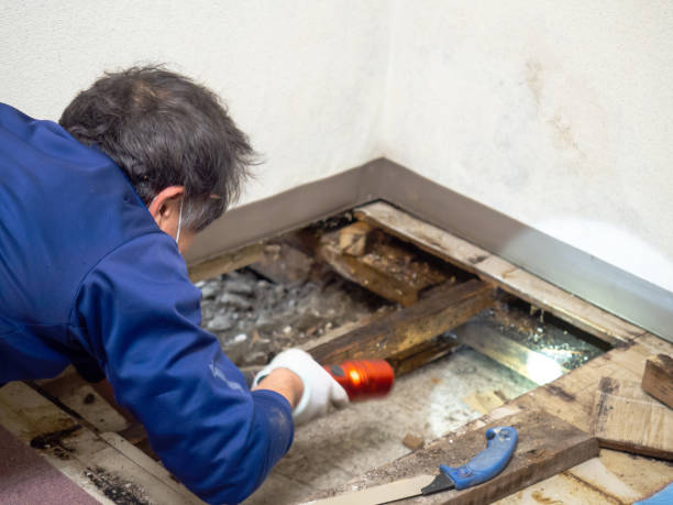 Best Fast Mold Removal  in Tresckow, PA