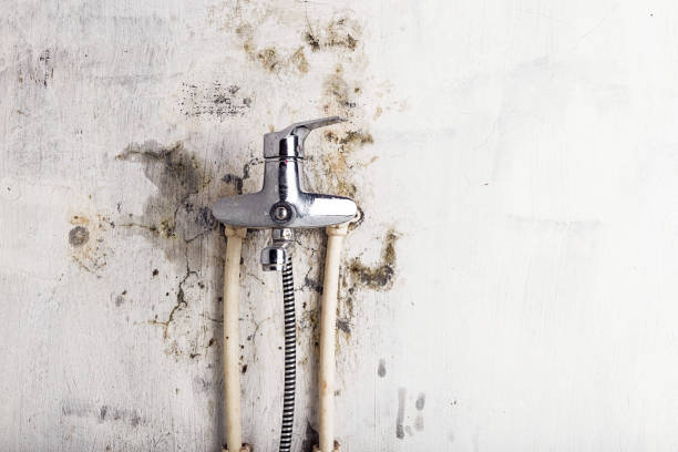 Office Mold Removal Services in Tresckow, PA