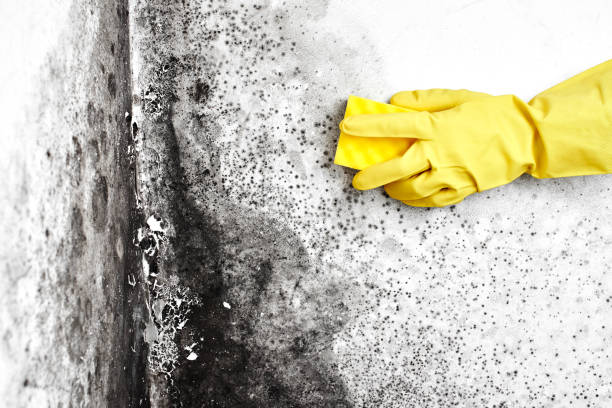 Best Mold Cleaning Services  in Tresckow, PA