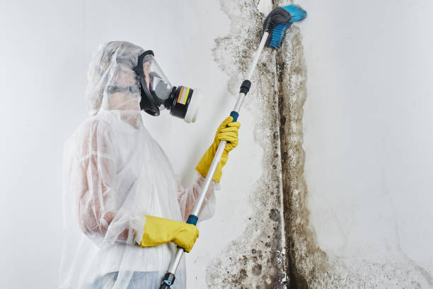 Best Toxic Mold Removal  in Tresckow, PA