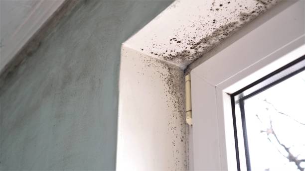 Best Black Mold Removal  in Tresckow, PA
