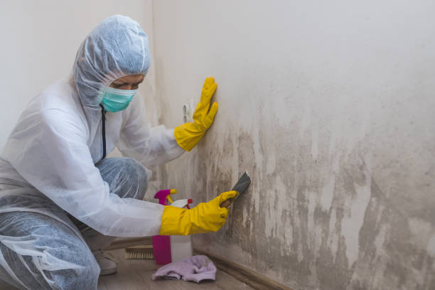 Best Home Mold Removal  in Tresckow, PA