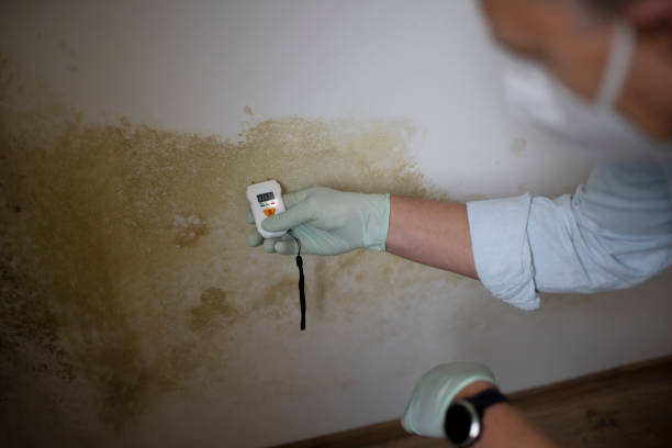 Best Affordable Mold Removal  in Tresckow, PA