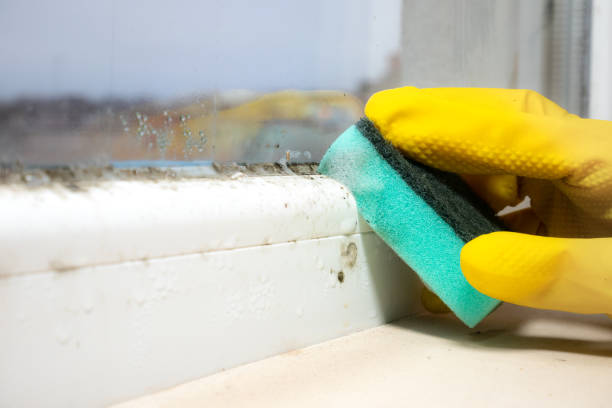 Best Commercial Mold Removal  in Tresckow, PA