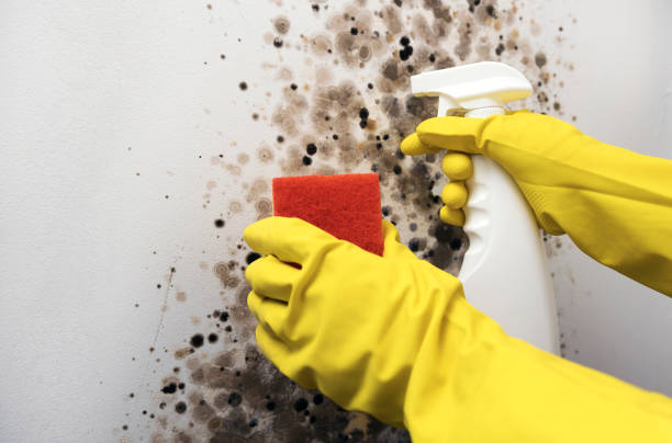 Best Mold Removal Company Near Me  in Tresckow, PA