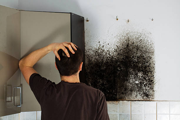 Best Best Mold Removal Companies  in Tresckow, PA