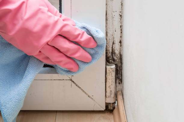 Best Mold Damage Repair  in Tresckow, PA