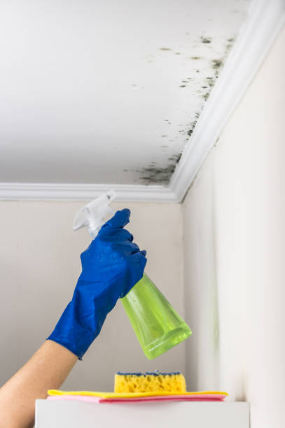 Certified Mold Removal in Tresckow, PA