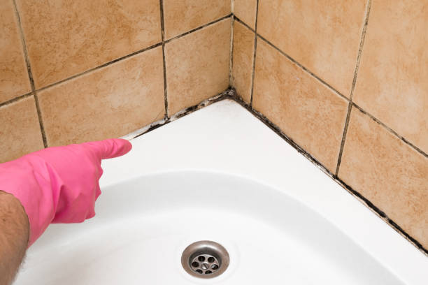 Reliable Tresckow, PA Mold Removal Solutions